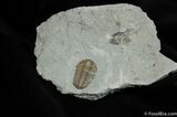 Inch, D Flexicalymene Trilobite #228-1